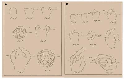 Architecture and Florogenesis in Female Cannabis sativa Plants